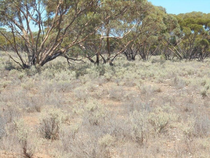 430 Frost Road SANDLETON via, Sedan SA 5353