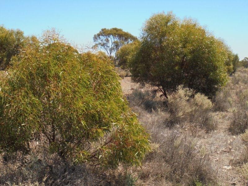 430 Frost Road SANDLETON via, Sedan SA 5353