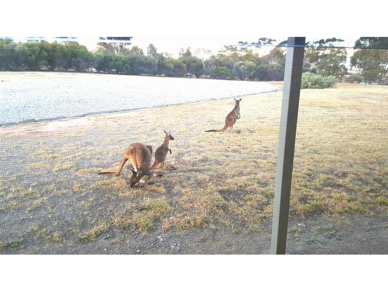 2919 Reedy Creek Road, Palmer SA 5237