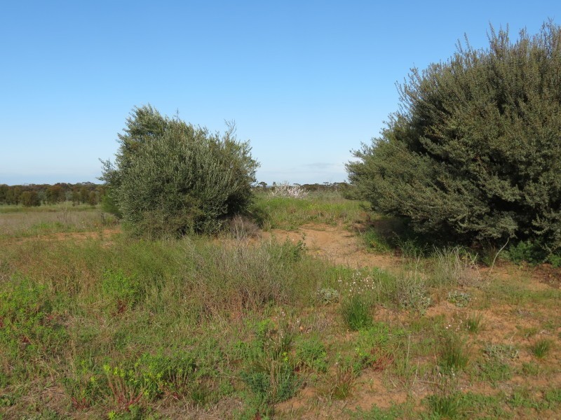 733 Rathjen Road, Mypolonga SA 5254