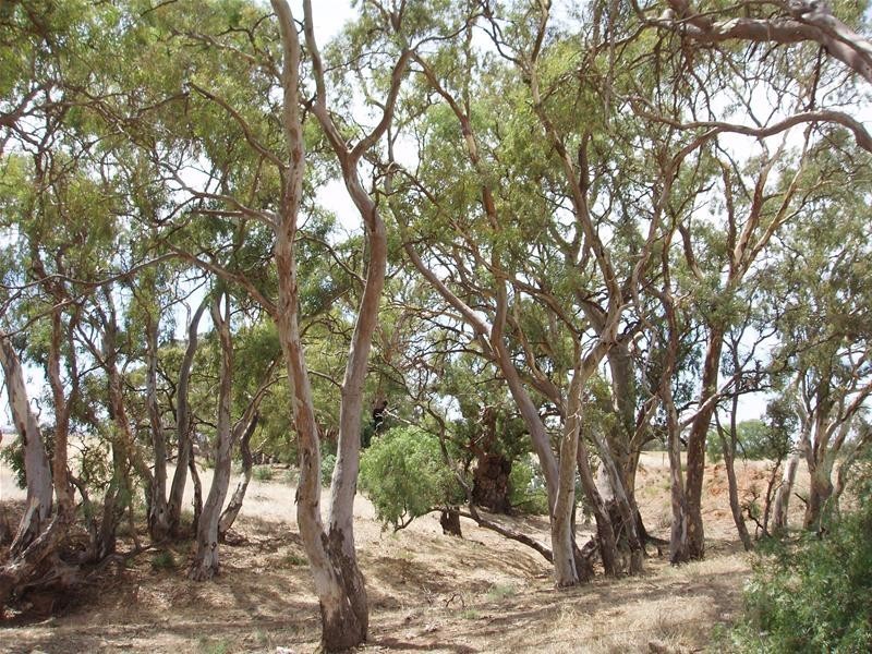 Lot 1, 1 Bank Road, Sedan SA 5353