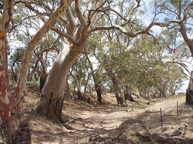 Lot 1, 1 Bank Road, Sedan SA 5353