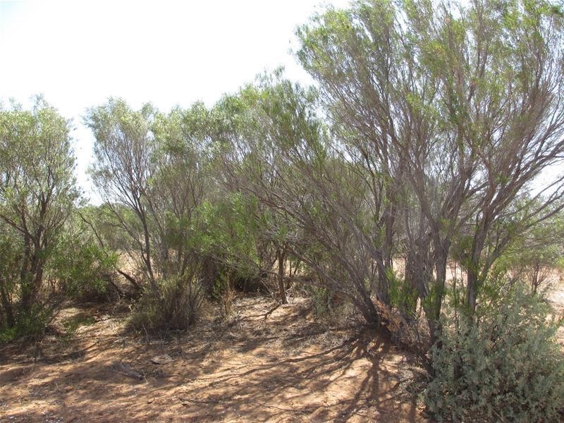 Lot 2 Hunter Road, Swan Reach SA 5354