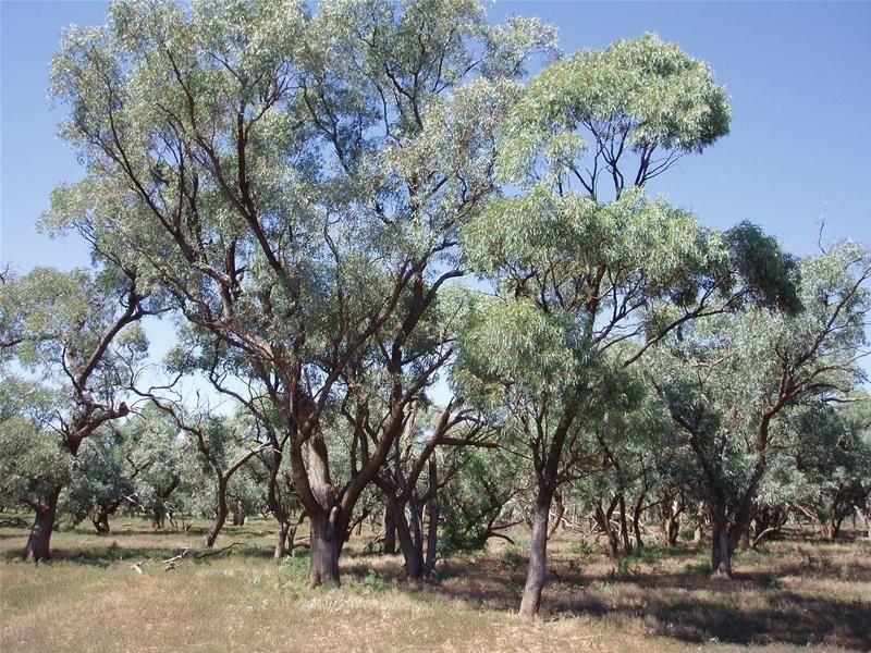 187N Spurling Road, Sandleton SA 5356