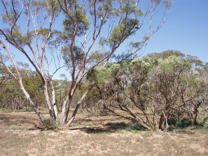 187N Spurling Road, Sandleton SA 5356