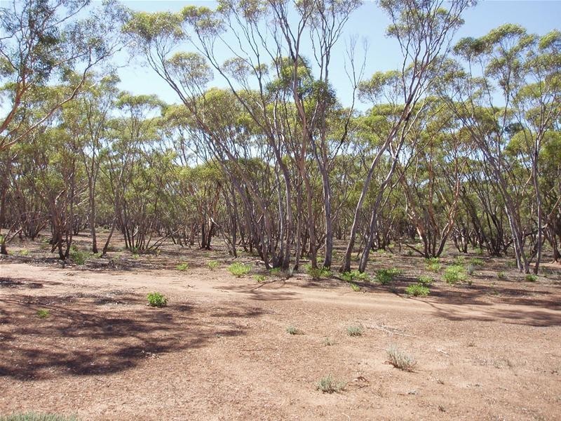 187N Spurling Road, Sandleton SA 5356