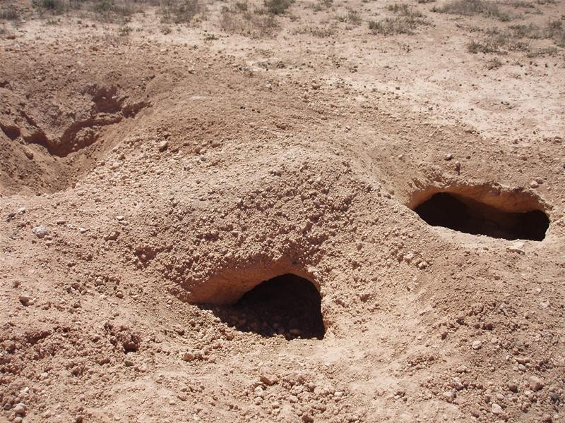 187N Spurling Road, Sandleton SA 5356