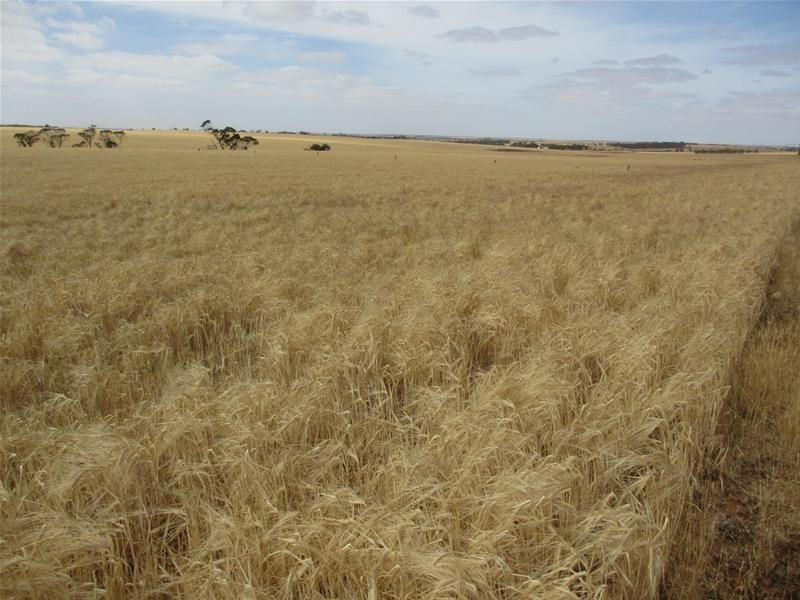 Lot 12 Randell Road, Mannum SA 5238