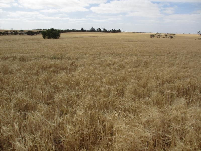 Lot 12 Randell Road, Mannum SA 5238