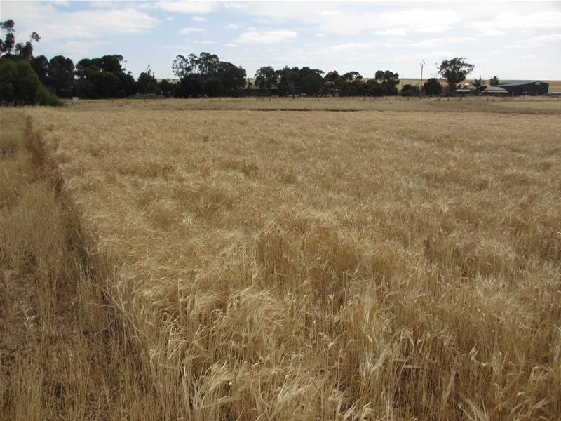 Lot 12 Randell Road, Mannum SA 5238