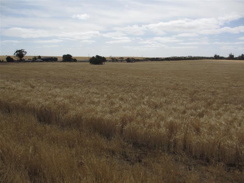 Lot 12 Randell Road, Mannum SA 5238