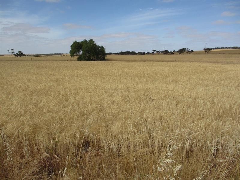 Lot 12 Randell Road, Mannum SA 5238