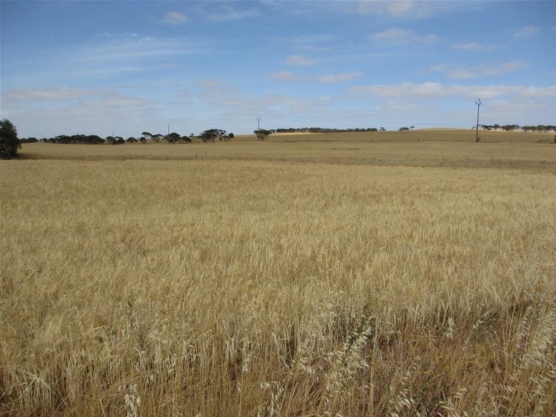 Lot 12 Randell Road, Mannum SA 5238