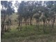 Lot 13 Wiles Fire Track, Wistow SA 5251