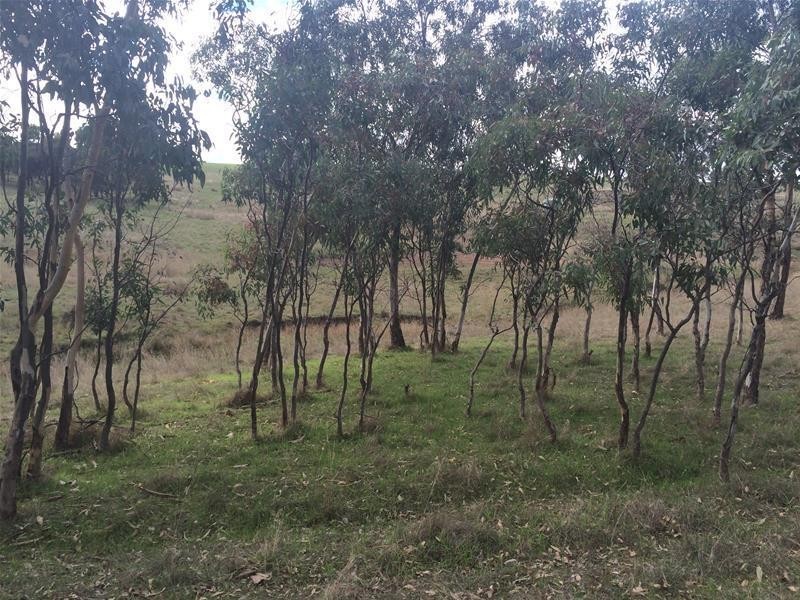Lot 13 Wiles Fire Track, Wistow SA 5251