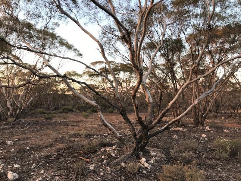 Lot 18 Broncos Road, Swan Reach SA 5354