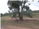 Lot 3 East Front Road, Younghusband SA 5238
