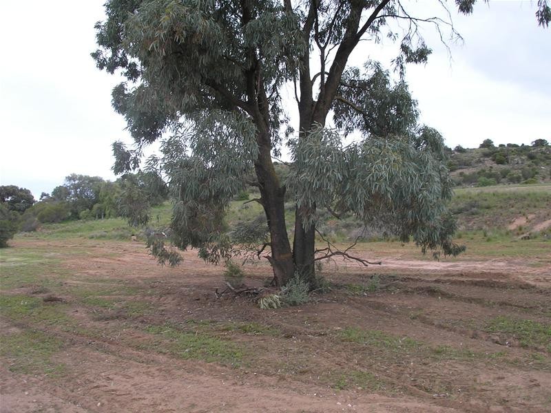 Lot 3 East Front Road, Younghusband SA 5238