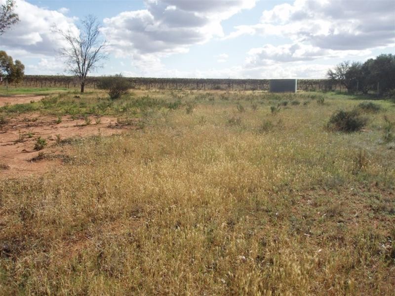 22 Day Street Nildottie via, Mannum SA 5238