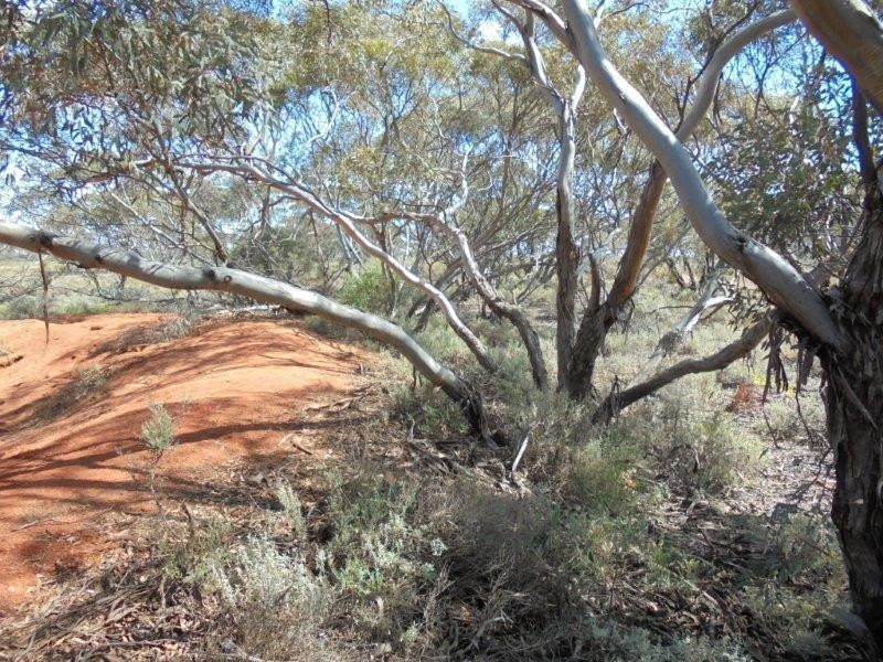 251 Quarry Road, Black Hill SA 5353