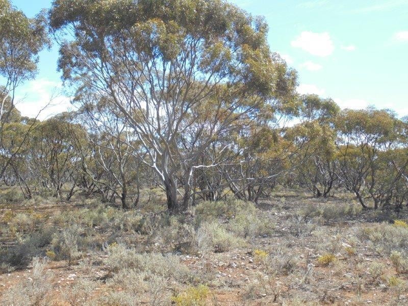 251 Quarry Road, Black Hill SA 5353