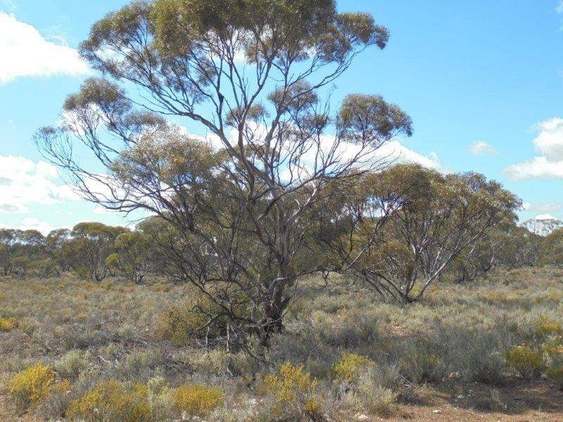 251 Quarry Road, Black Hill SA 5353