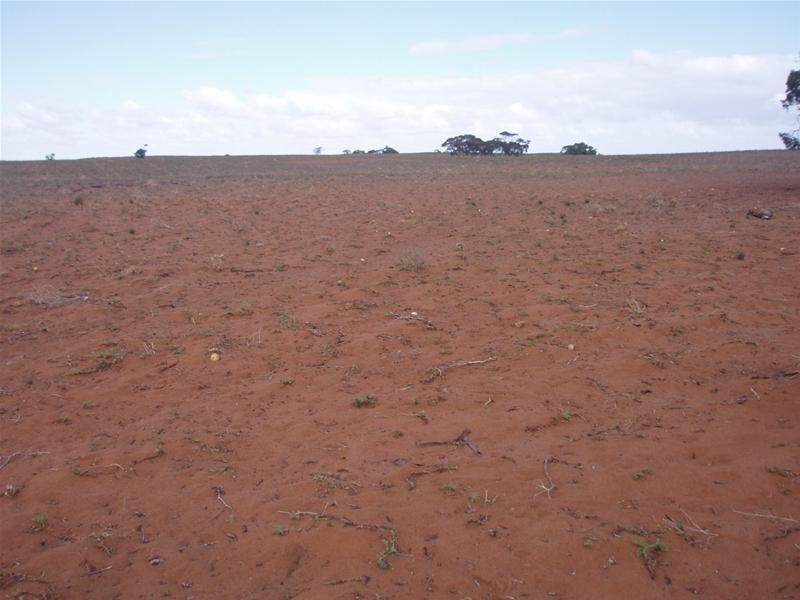 LOT 1 Section 106, Nildottie SA 5238