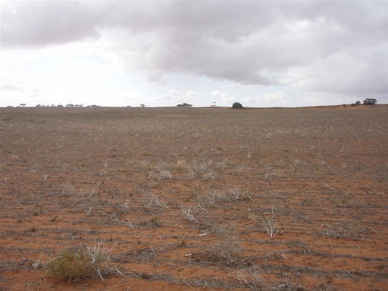 LOT 1 Section 106, Nildottie SA 5238