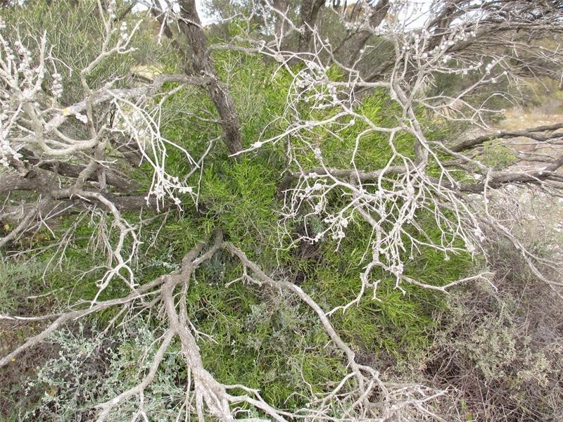 Section 207 Government Road, Black Hill SA 5353