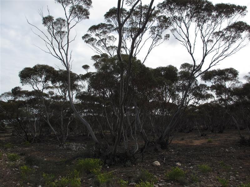 Section 207 Sleeper Track Road, Sedan SA 5353