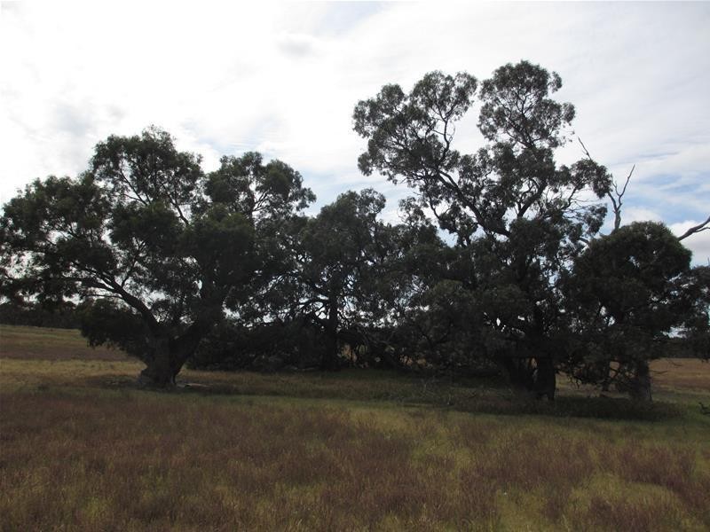 Section 207 Sleeper Track Road, Sedan SA 5353