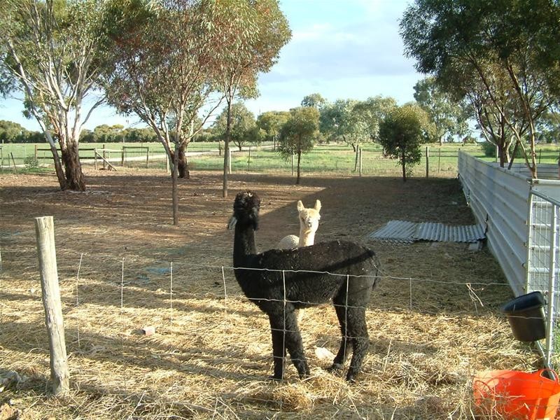 Lot 12, 34 Hallett Street, Callington SA 5254