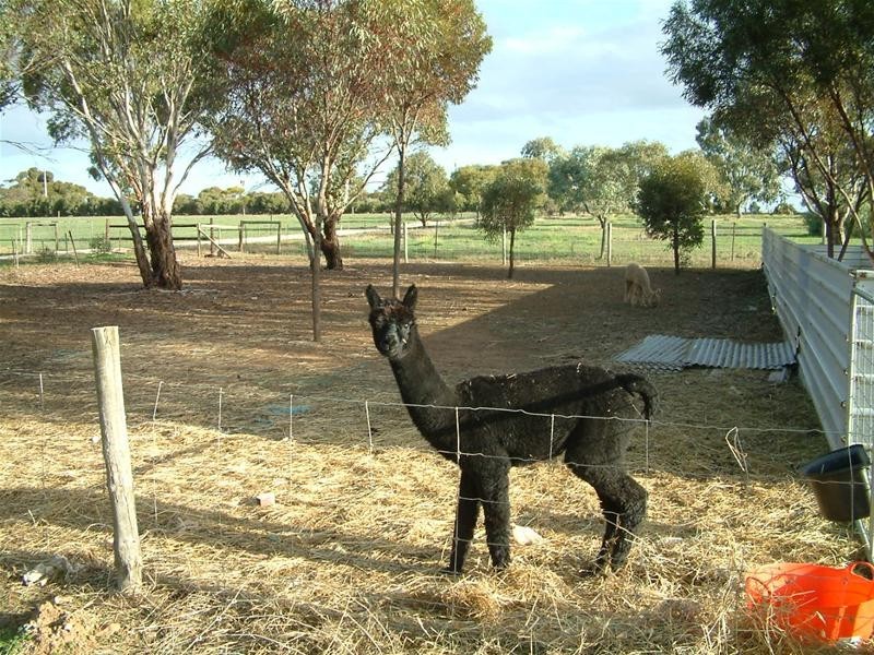 Lot 12, 34 Hallett Street, Callington SA 5254