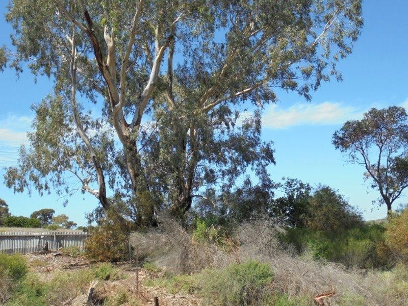 6 Connors Road, Swan Reach SA 5354