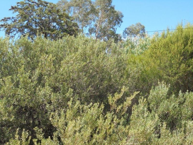 6 Connors Road, Swan Reach SA 5354