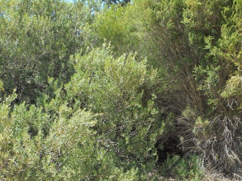 6 Connors Road, Swan Reach SA 5354