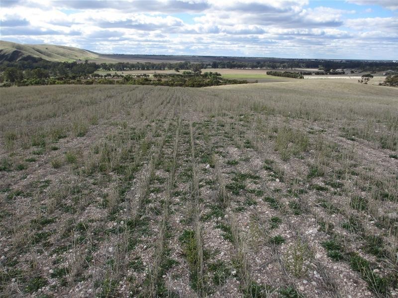 Lots 1-9 Pine Crest and Three Chain Roads, Sanderston SA 5237