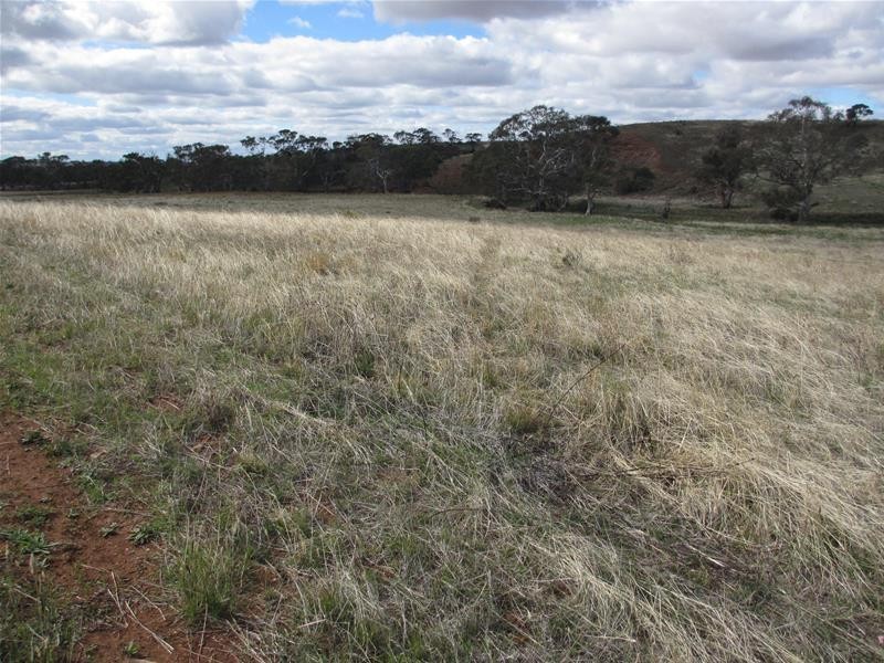 Lots 1-9 Pine Crest and Three Chain Roads, Sanderston SA 5237