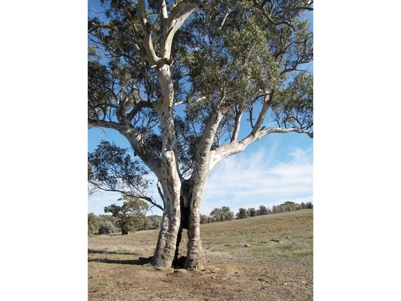 Section 463 McGorman Road, Mount Pleasant SA 5235