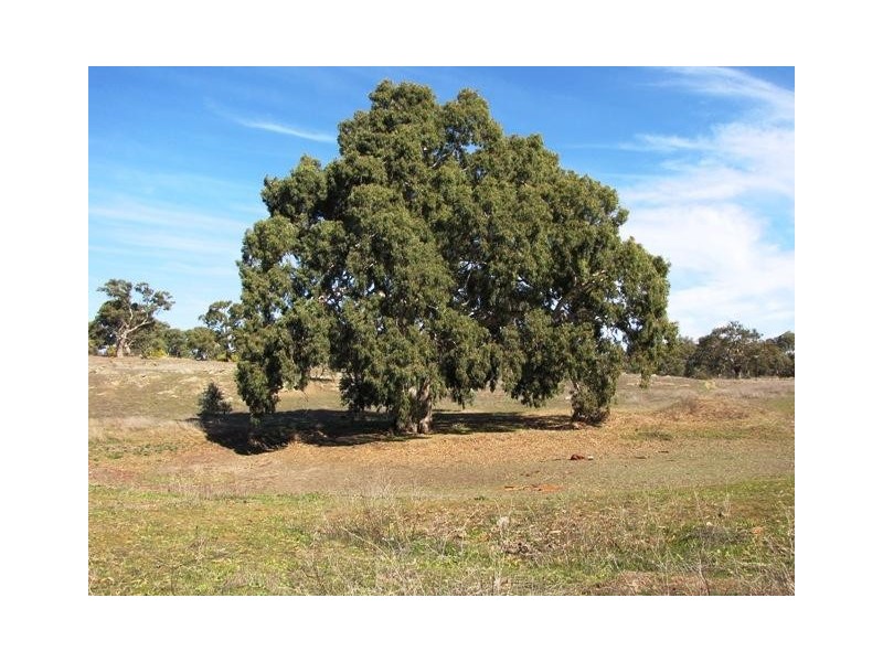 Section 463 McGorman Road, Mount Pleasant SA 5235