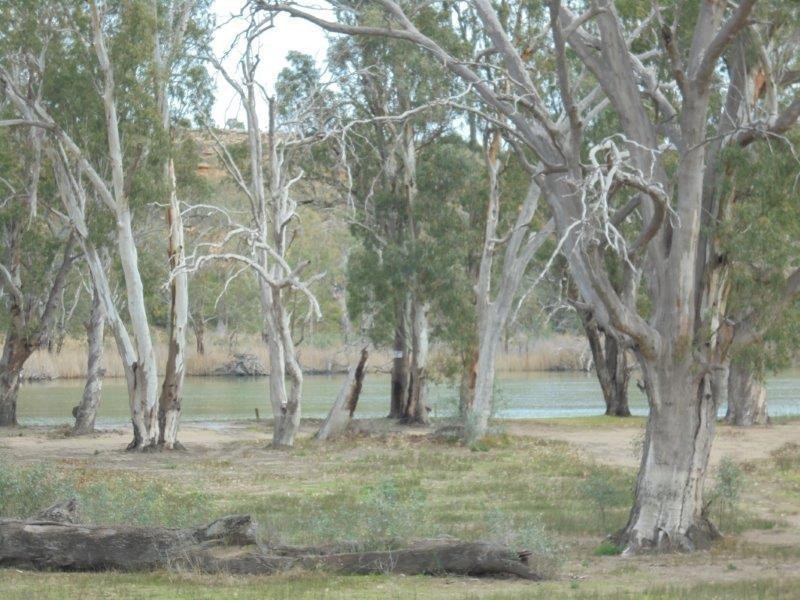 50 Riverside Road, Marks Landing, Swan Reach SA 5354