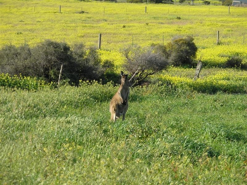 102 Purnong Road, Mannum SA 5238