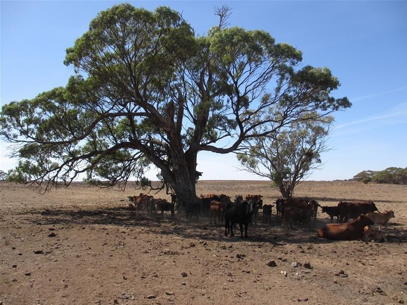 Lot 1 Havelberg Road, Black Hill SA 5353