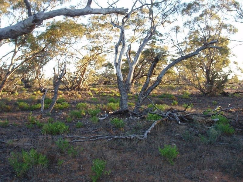 Section 97 Broncos Road, Swan Reach SA 5354