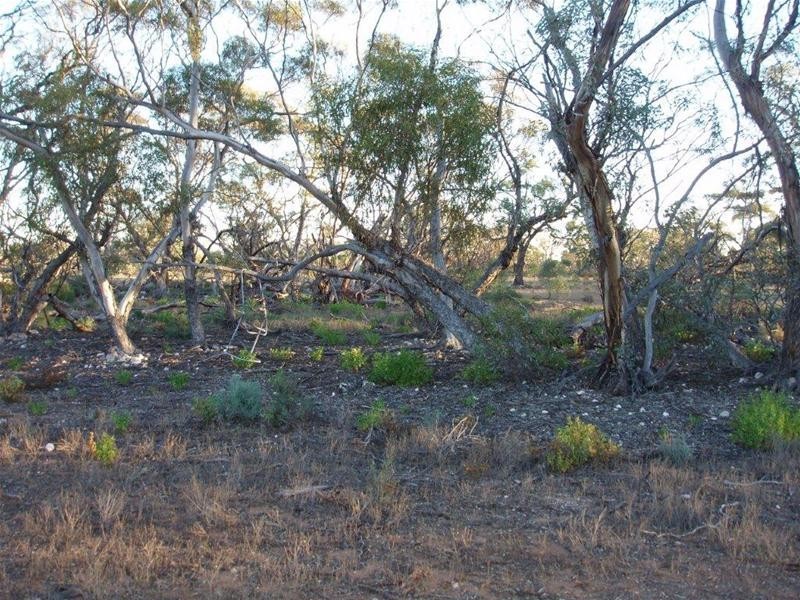 Section 97 Broncos Road, Swan Reach SA 5354