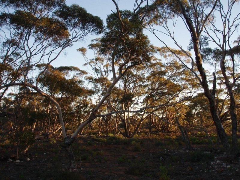 Section 97 Broncos Road, Swan Reach SA 5354