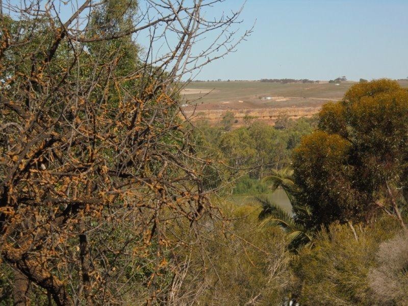 73 Preiss Street, Mannum SA 5238