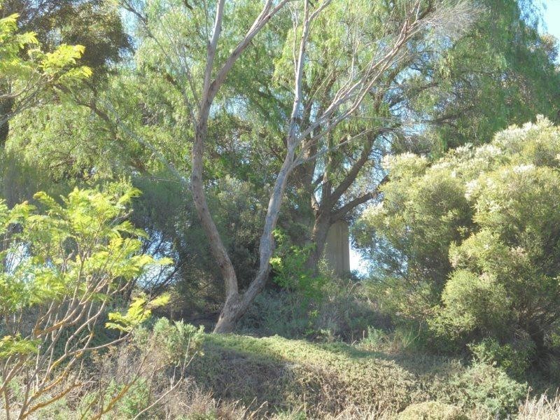 73 Preiss Street, Mannum SA 5238