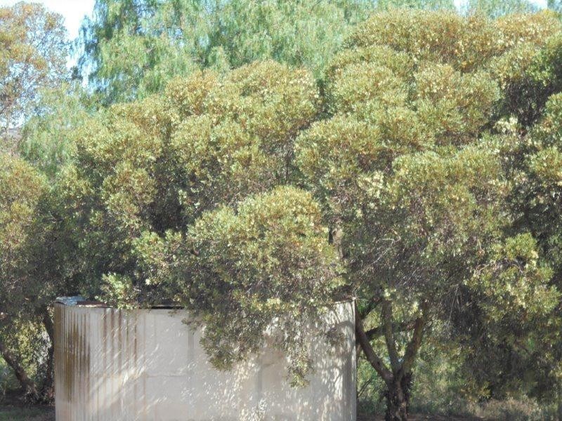 73 Preiss Street, Mannum SA 5238