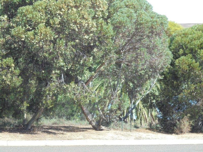 73 Preiss Street, Mannum SA 5238